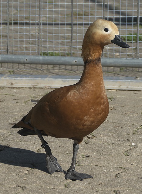 学习常常被